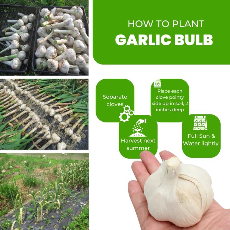 1 Pound Garlic for Planting in Fall Hardneck, 8 Red Garlic Bulbs for Planting, Fresh and High Yield Bulb Variety Pack, Hardy and Fast Growing