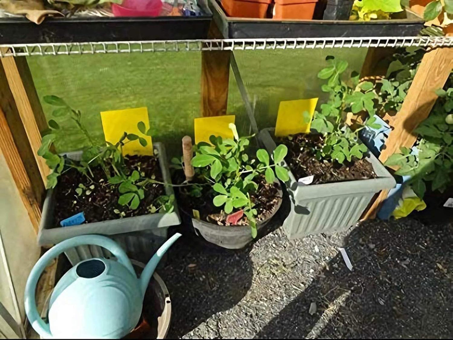 Faicuk Yellow Dual-Sided Sticky Fly Traps for Plant Insect Like Aphids, Fungus Gnats, Leaf Miners and White Flies (10 Pack)